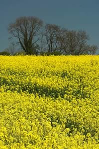 oilseed rape